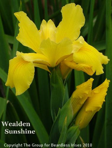 Wealden Sunshine (1)